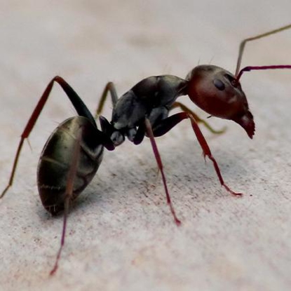 Ants   Photo